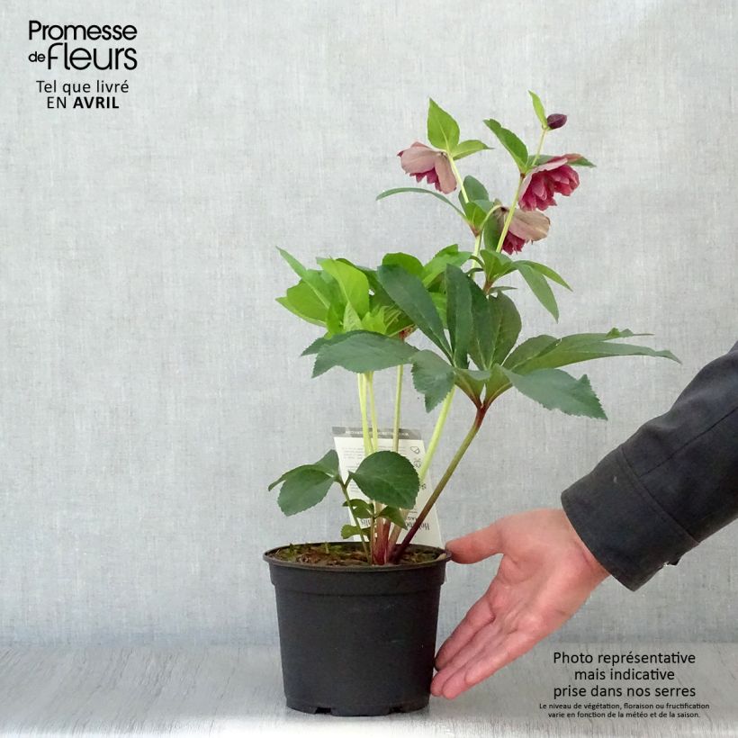 Spécimen de Hellébore orientale Magic Double Rouge Pot de 2L/3L tel que livré au printemps