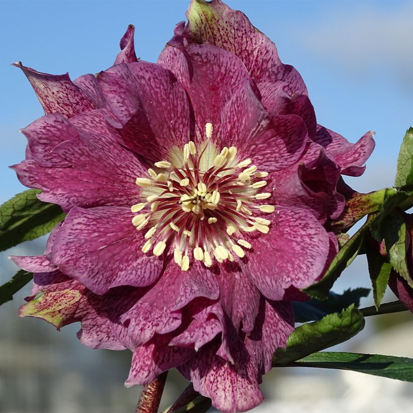 Hellébore orientale Magic Double Rouge (Floraison)