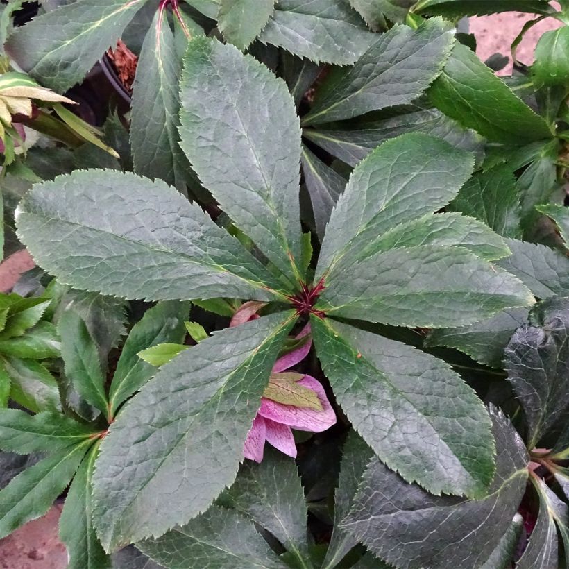 Hellebore orientale Magic Double rose (Feuillage)