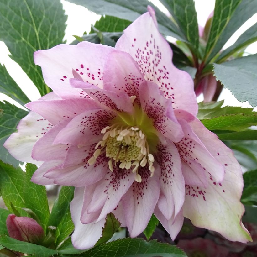 Hellebore orientale Magic Double rose (Floraison)