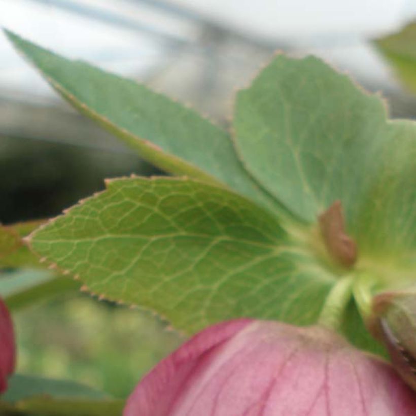 Hellébore orientale Rose (Feuillage)