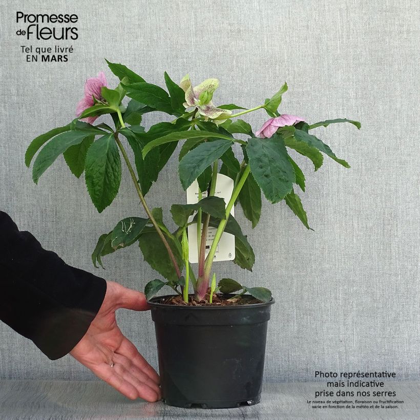 Spécimen de Hellébore orientale Rose guttatus Pot de 2L/3L tel que livré au printemps