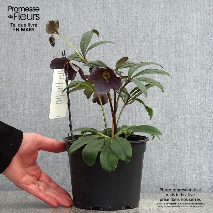 Spécimen de Hellébore orientale Slaty Blue Pot de 2L/3L tel que livré au printemps