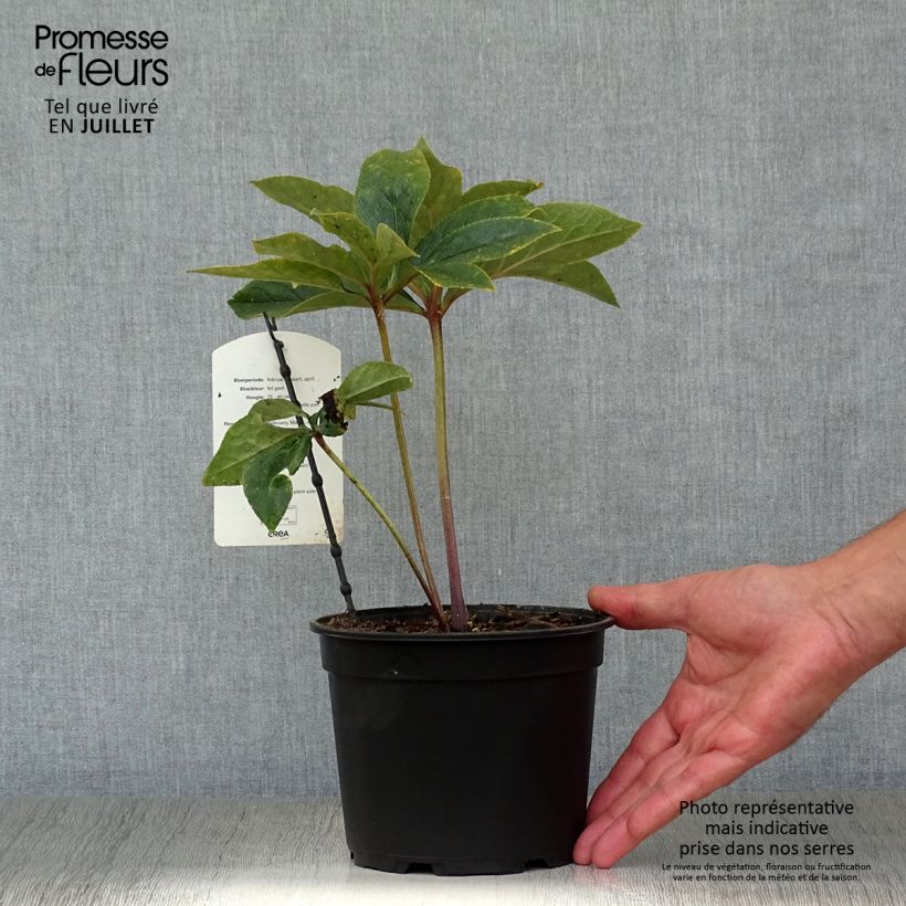 Spécimen de Hellébore orientale Super Yellow Pot de 2L/3L tel que livré en été