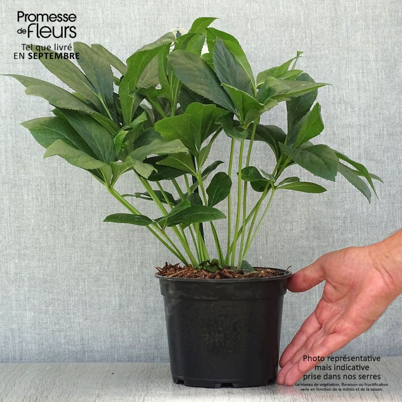 Spécimen de Hellébore orientale ViV Alessandra Pot de 2L/3L tel que livré en automne