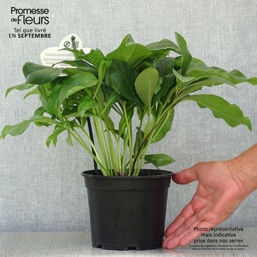 Spécimen de Hellébore orientale ViV Amalia Pot de 2L/3L tel que livré en automne