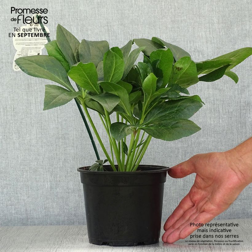 Spécimen de Hellébore orientale ViV Batista Pot de 2L/3L tel que livré en automne