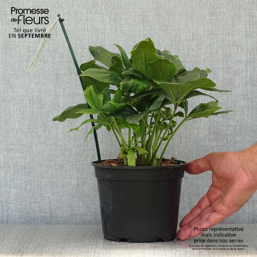 Spécimen de Hellébore orientale ViV Carlotta Pot de 2L/3L tel que livré en automne