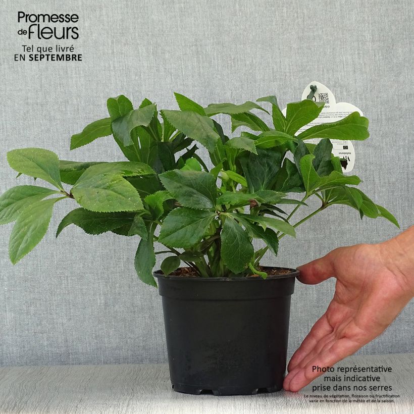 Spécimen de Hellébore orientale ViV Celestina Pot de 2L/3L tel que livré en automne