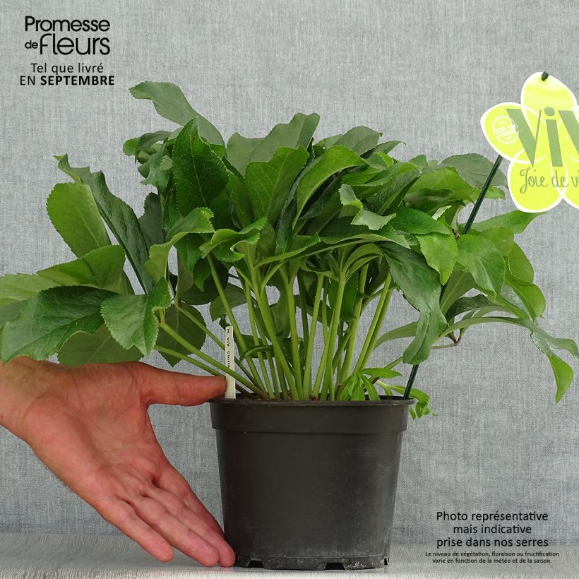 Spécimen de Hellébore orientale ViV Cinzia Pot de 2L/3L tel que livré en automne
