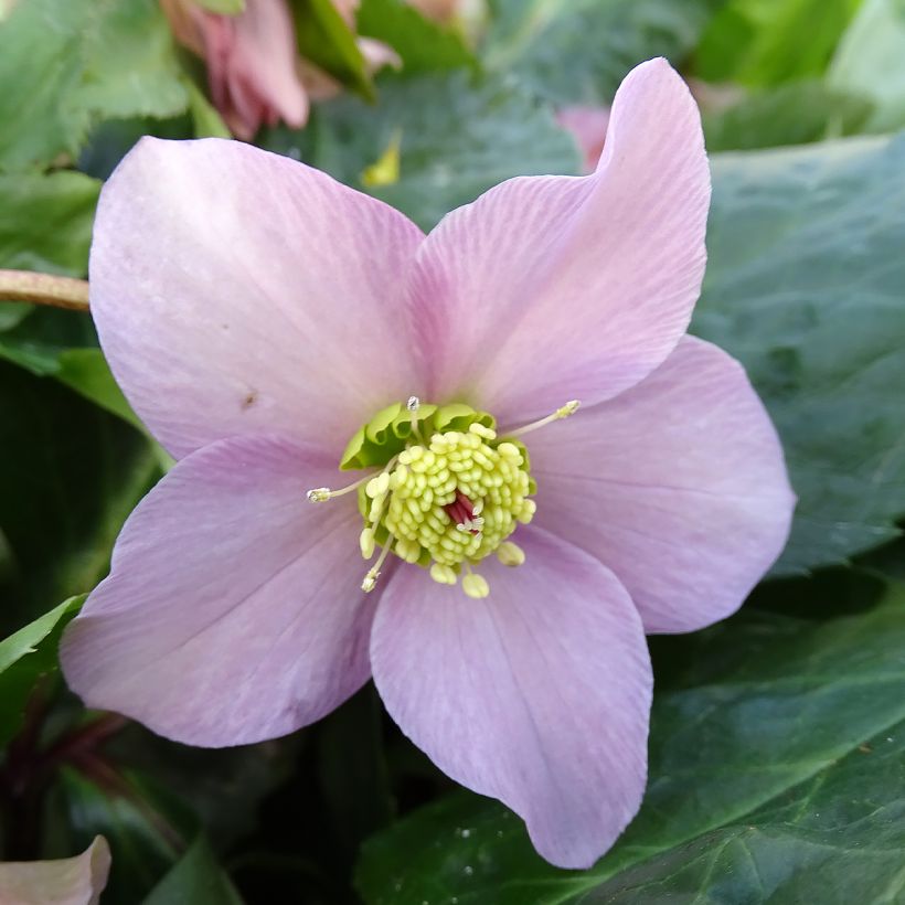 Hellebore orientale ViV Diana (Floraison)