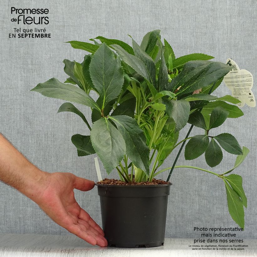 Spécimen de Hellébore orientale ViV Elena Pot de 2L/3L tel que livré en automne