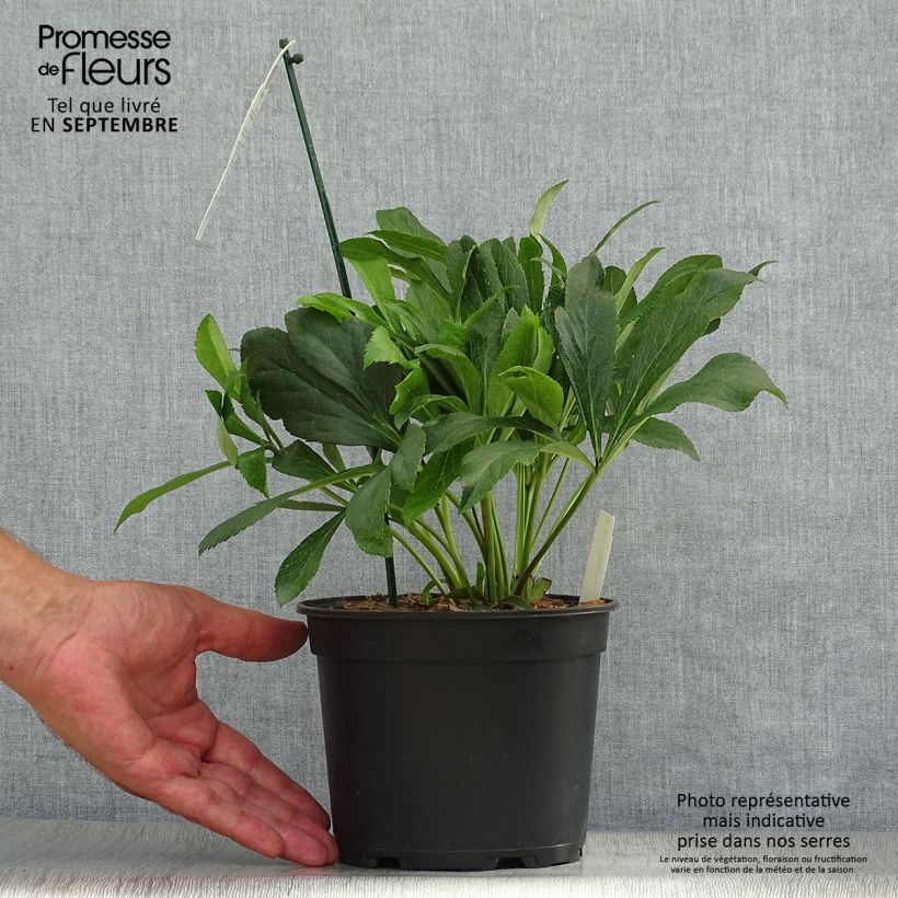 Spécimen de Hellébore orientale ViV Eleonora Pot de 2L/3L tel que livré en automne