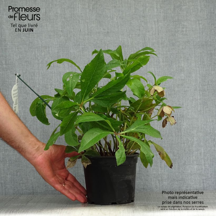 Spécimen de Hellébore orientale ViV Eleonora Pot de 2L/3L tel que livré en été