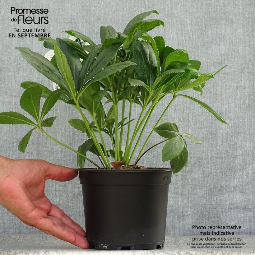 Spécimen de Hellébore orientale ViV Eloisa Pot de 2L/3L tel que livré en automne