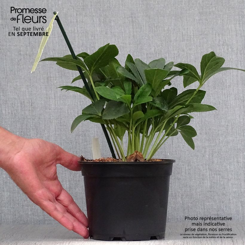 Spécimen de Hellébore orientale ViV Halina Pot de 2L/3L tel que livré en automne