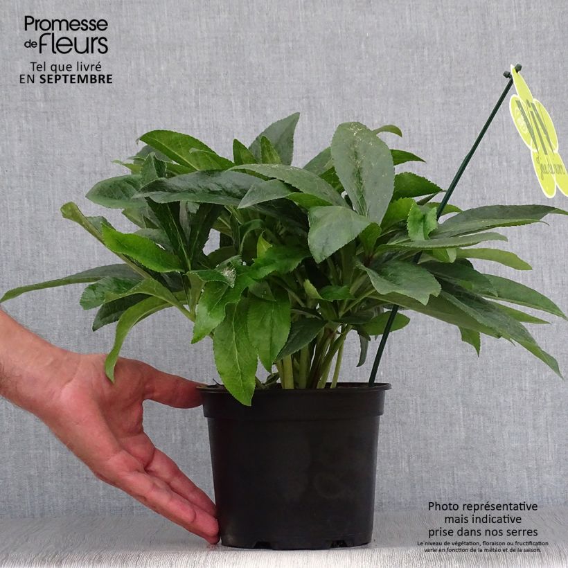 Spécimen de Hellébore orientale ViV Laura Pot de 2L/3L tel que livré en automne
