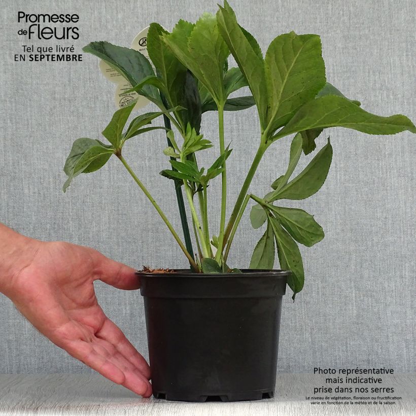 Spécimen de Hellébore orientale ViV Maeva Pot de 2L/3L tel que livré en automne