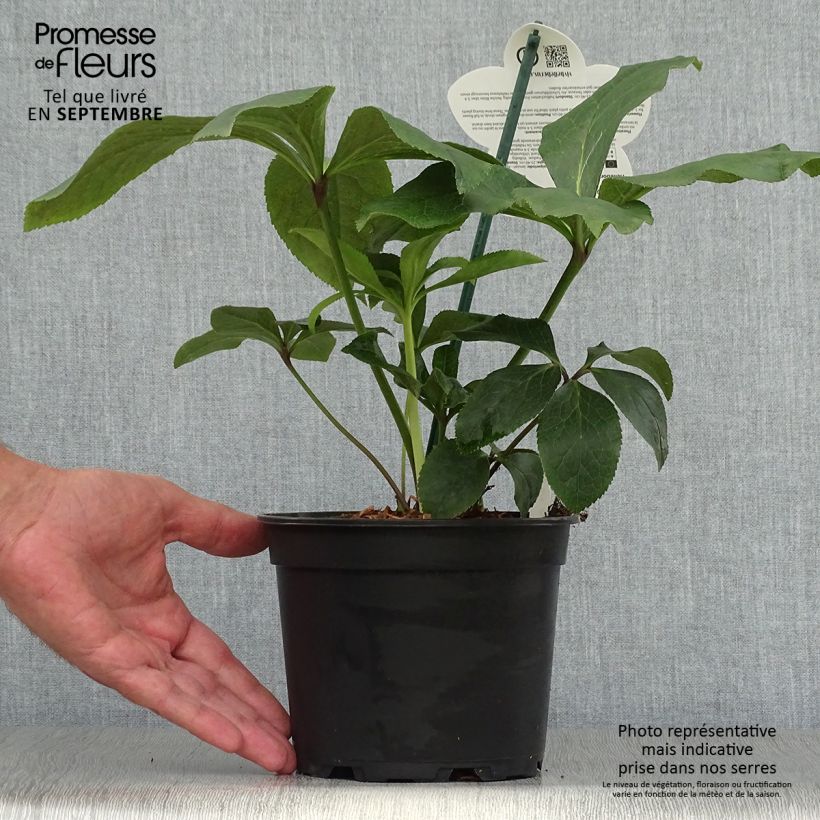 Spécimen de Hellébore orientale ViV Rosa Pot de 2L/3L tel que livré en automne