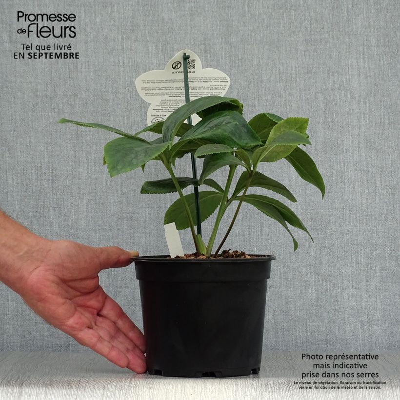 Spécimen de Hellébore orientale ViV Serafina Pot de 2L/3L tel que livré en automne