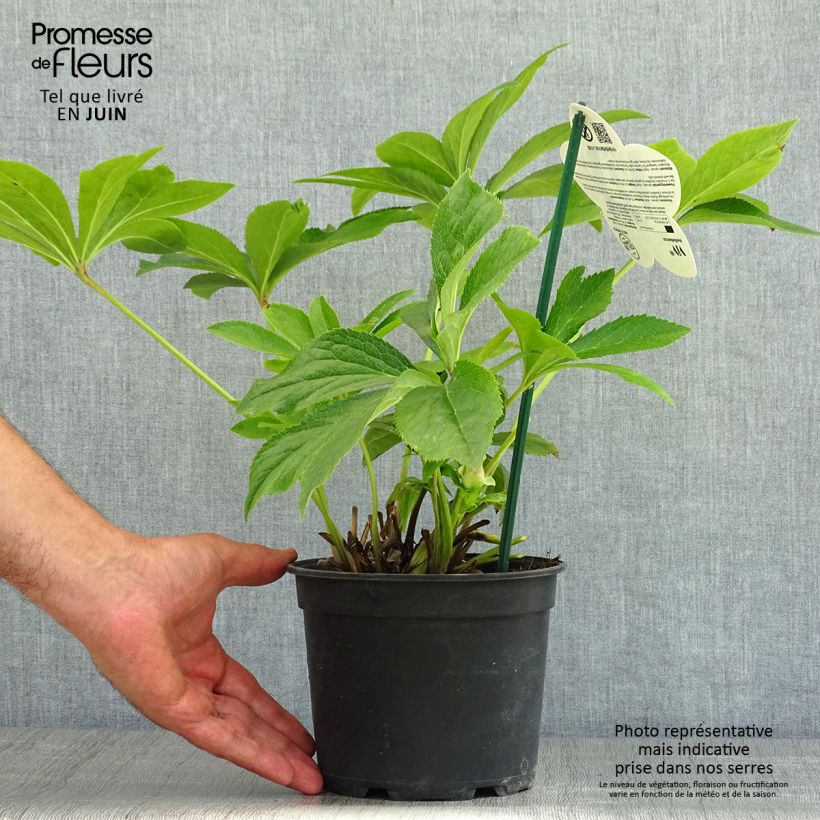 Spécimen de Hellébore orientale ViV Suzanna Pot de 2L/3L tel que livré en été