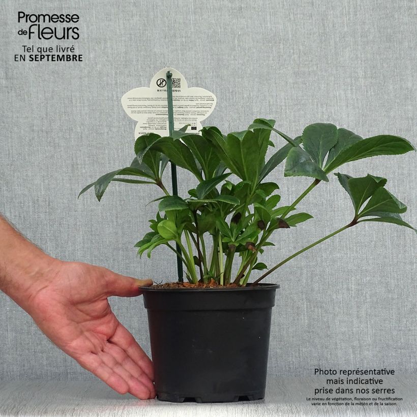 Spécimen de Hellébore orientale ViV Teodora Pot de 2L/3L tel que livré en automne