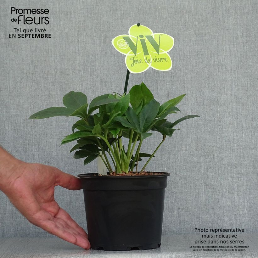 Spécimen de Hellébore orientale ViV Teresa Pot de 2L/3L tel que livré en automne