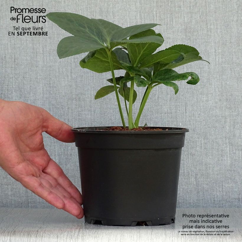 Spécimen de Hellébore orientale ViV Valentina Pot de 2L/3L tel que livré en automne