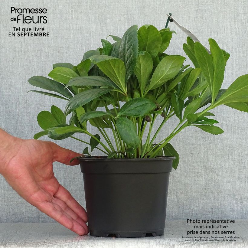 Spécimen de Hellébore orientale ViV Victoria Pot de 2L/3L tel que livré en automne