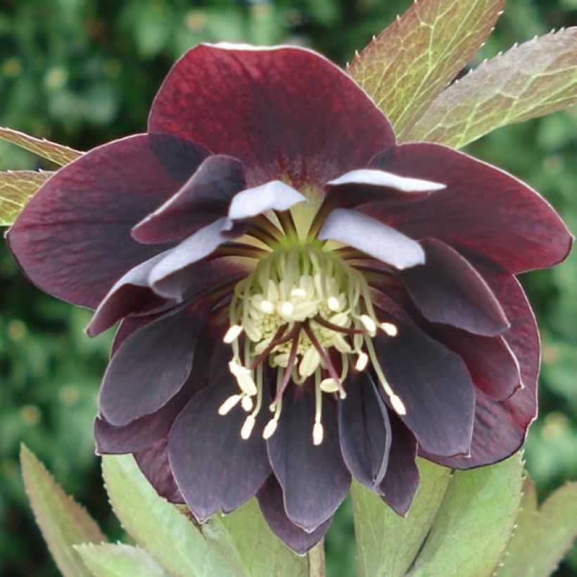 Hellébore orientale Double Noire (Floraison)