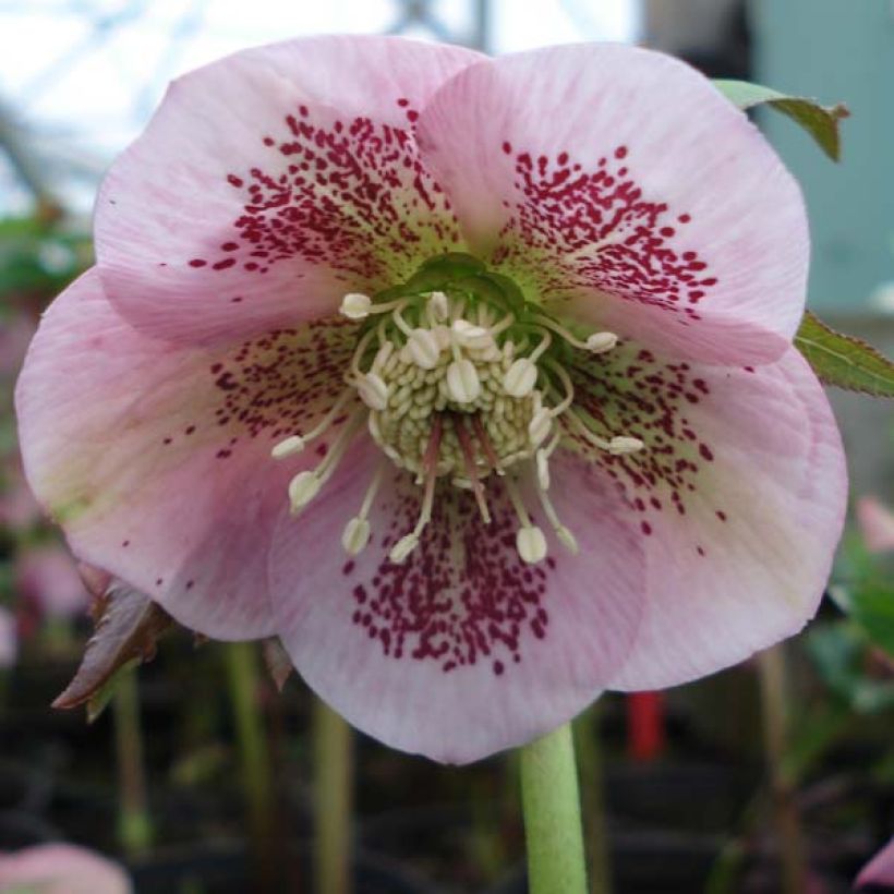 Hellébore orientale Rose guttatus (Floraison)