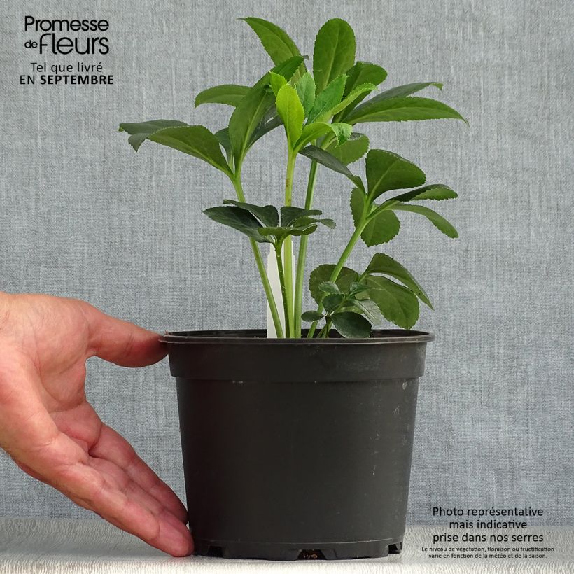 Spécimen de Hellébore orientale Rouge Pot de 2L/3L tel que livré en automne