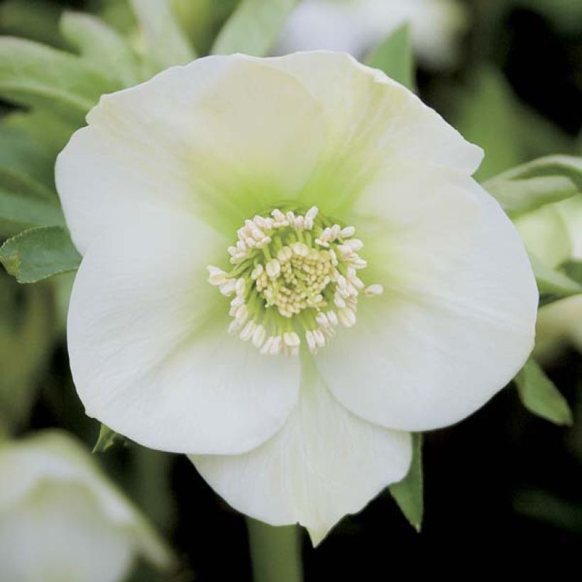 Hellébore orientale Blanc (Floraison)