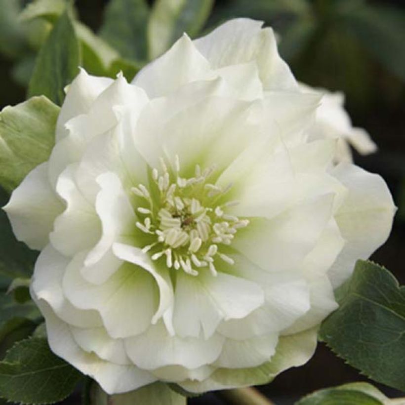 Hellébore orientale Double Blanc (Floraison)