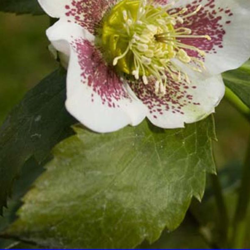 Hellébore orientale Blanc guttatus (Feuillage)