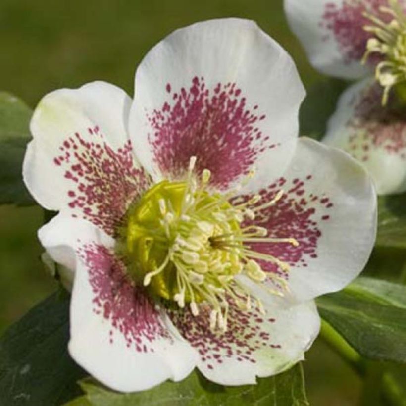 Hellébore orientale Blanc guttatus (Floraison)