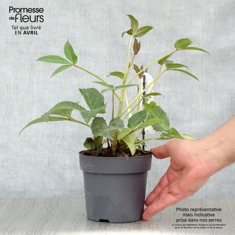 Spécimen de Hellébore sternii Boughton Beauty Pot de 12cm tel que livré au printemps