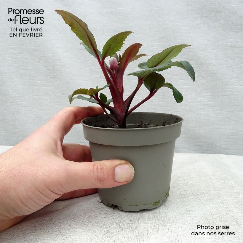 Spécimen de Hellébore sternii Flame - Hellébore de Stern Pot de 12 cm tel que livré en hiver