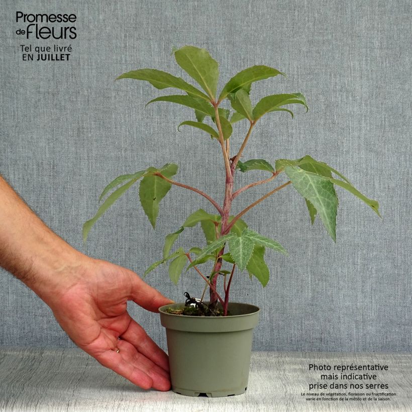 Spécimen de Hellébore sternii - Hellébore de Stern Pot de 12 cm / 13 cm tel que livré en été