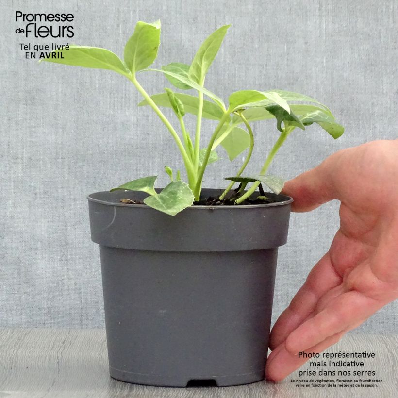 Spécimen de Hellébore sternii - Hellébore de Stern Pot de 12cm tel que livré au printemps