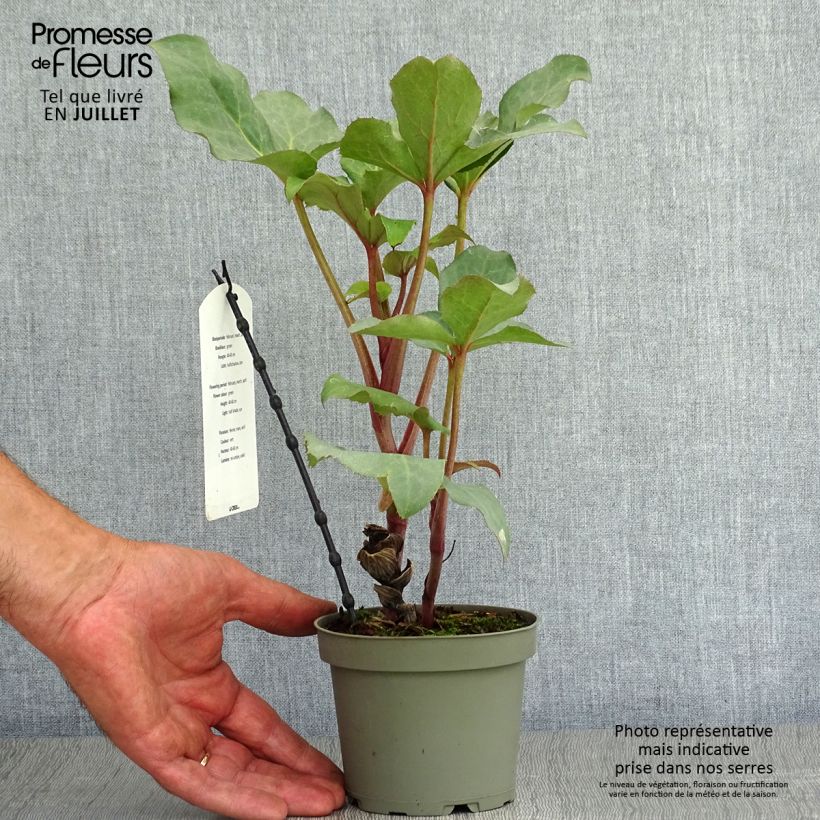 Spécimen de Hellébore sternii Remi - Helleborus (x) sternii Pot de 1L/1,5L tel que livré en été