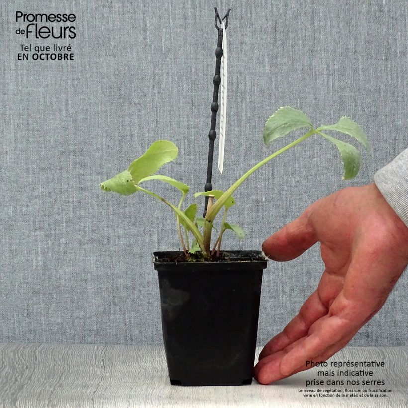 Spécimen de Hellébore sternii Remi - Helleborus (x) sternii Pot de 12 cm / 13 cm tel que livré en automne