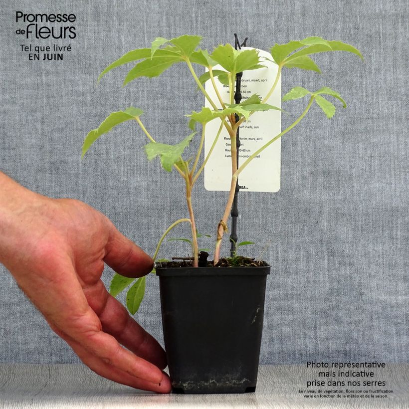 Spécimen de Hellébore sternii Remi - Helleborus (x) sternii Pot de 12 cm / 13 cm tel que livré en été