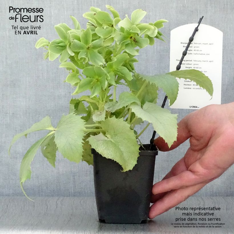 Spécimen de Hellébore sternii Remi - Helleborus (x) sternii - Godet de 12 cm tel que livré au printemps