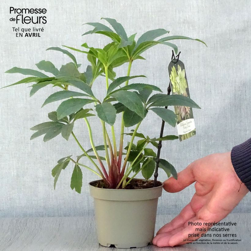 Spécimen de Hellébore torquatus Party Dress Hybriden Pot de 12cm tel que livré au printemps