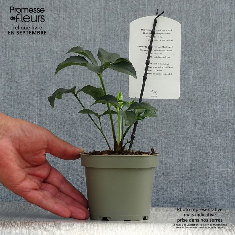 Spécimen de Hellébore torquatus Party Dress Hybriden Pot de 1L/1,5L tel que livré en automne