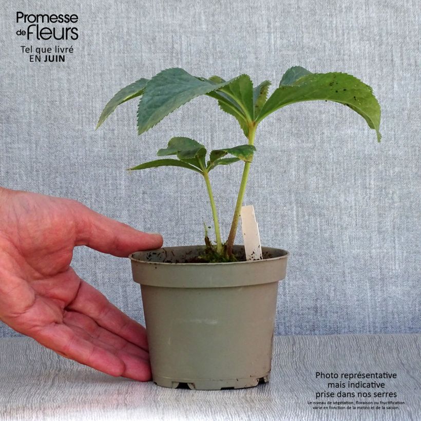 Spécimen de Hellébore torquatus Pot de 12 cm / 13 cm tel que livré en été