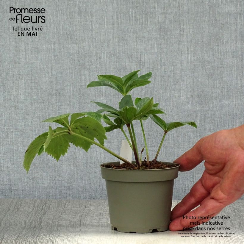 Spécimen de Hellébore torquatus Pot de 12cm tel que livré au printemps