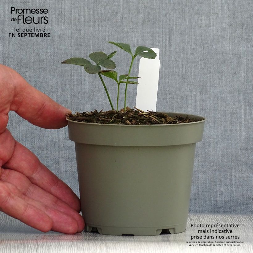 Spécimen de Hellébore torquatus Pot de 1L/1,5L tel que livré en automne