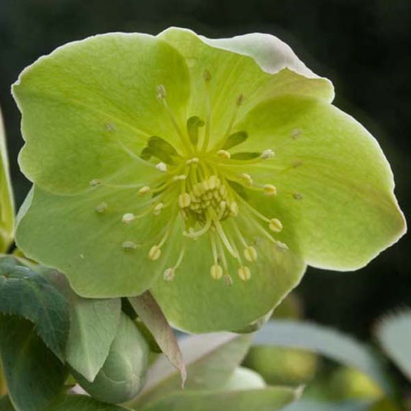 Hellébore sternii - Hellébore de Stern (Floraison)